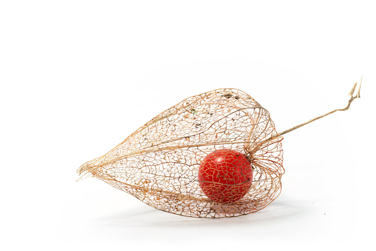 100 CHINESE LANTERN (Winter or Ground Cherry / Japanese Lantern) Physalis Alkekengi Flower Seeds