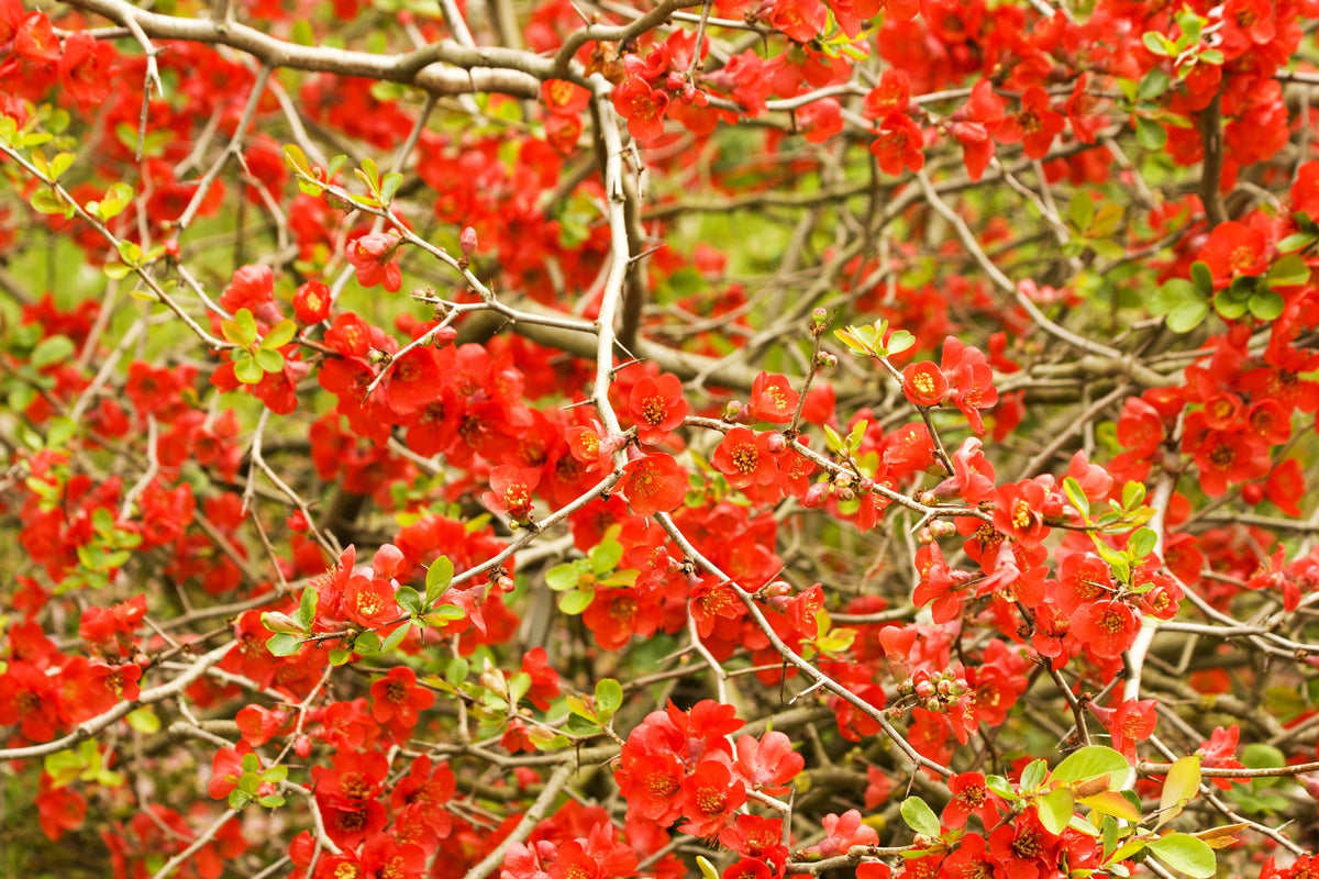 20 Red Flowering DWARF QUINCE Shrub Fruit Chaenomeles Japonica Scarlet Seeds