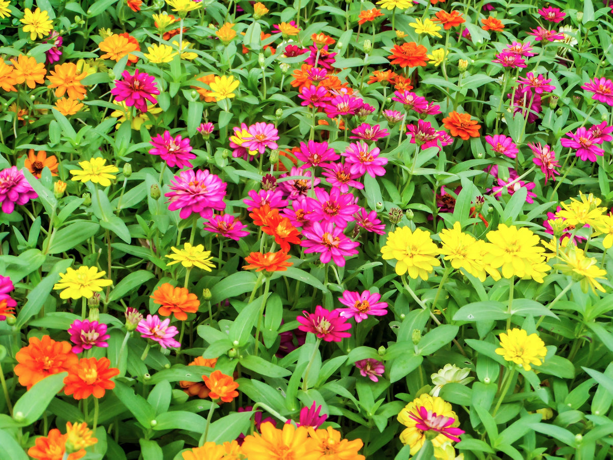 250 Mixed Colors CLASSIC ZINNIA Linearis Angustifolia Narrow Leaf Creeping Mexican Flower Seeds