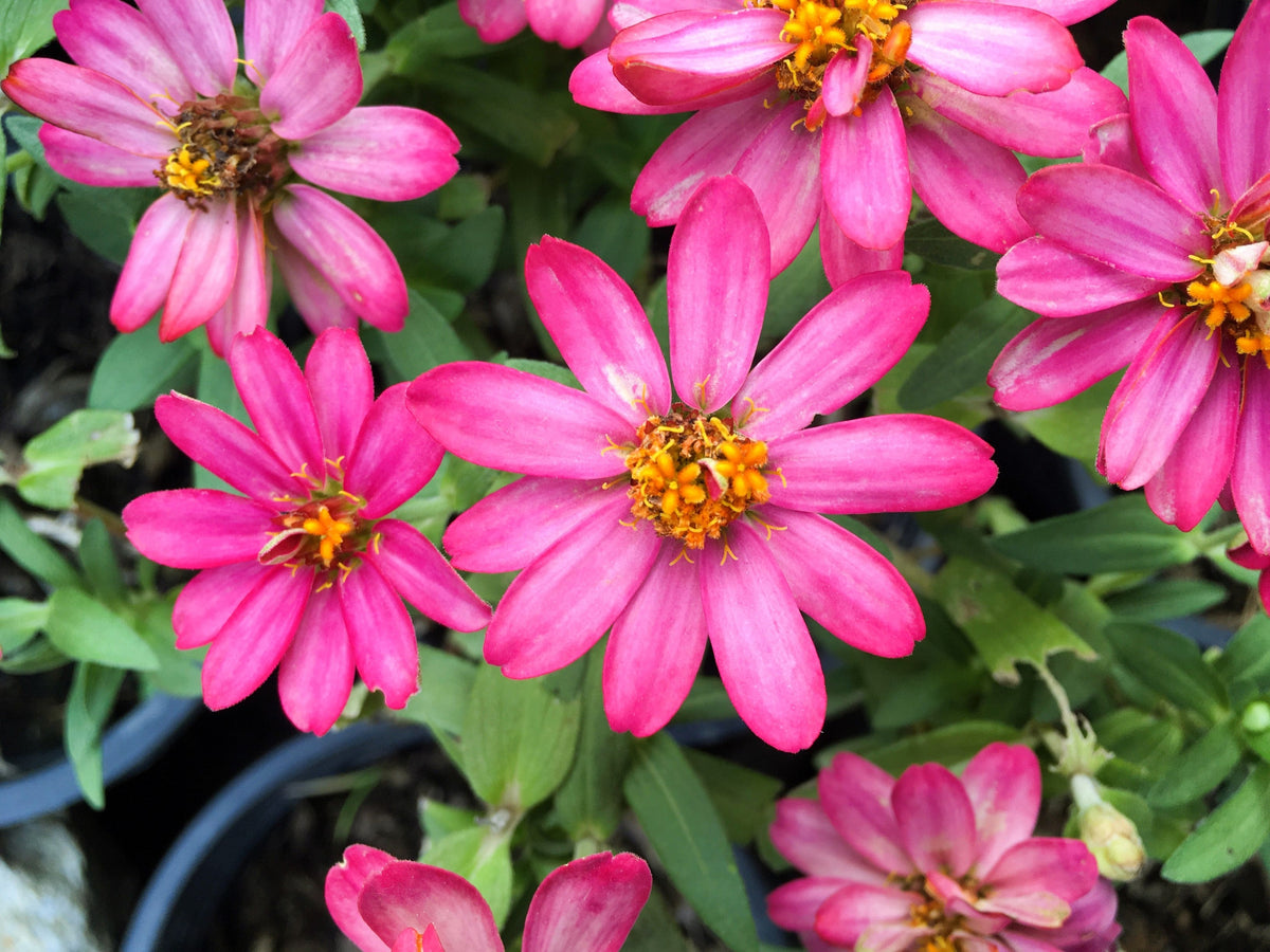 250 Mixed Colors CLASSIC ZINNIA Linearis Angustifolia Narrow Leaf Creeping Mexican Flower Seeds