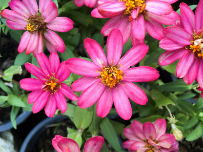 250 Mixed Colors CLASSIC ZINNIA Linearis Angustifolia Narrow Leaf Creeping Mexican Flower Seeds