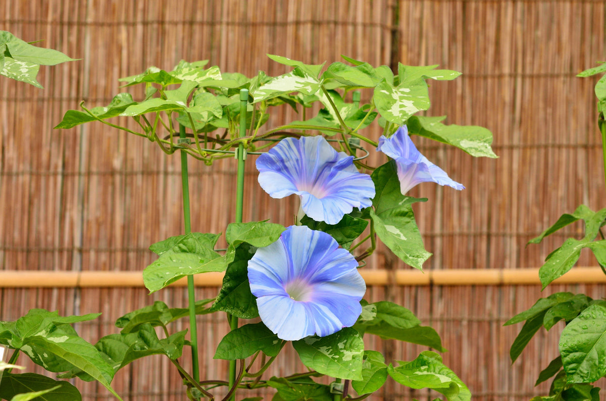 40 CARNEVALE di VENEZIA MORNING GLORY Pink & Purple with White Stripes Ipomoea Purpurea Flower Vine Seeds