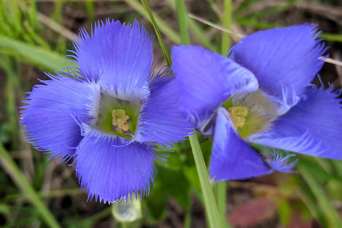200 FRINGED GENTIAN Gentiana Crinita Gentianopsis Native Herb Blue Purple Flower Seeds