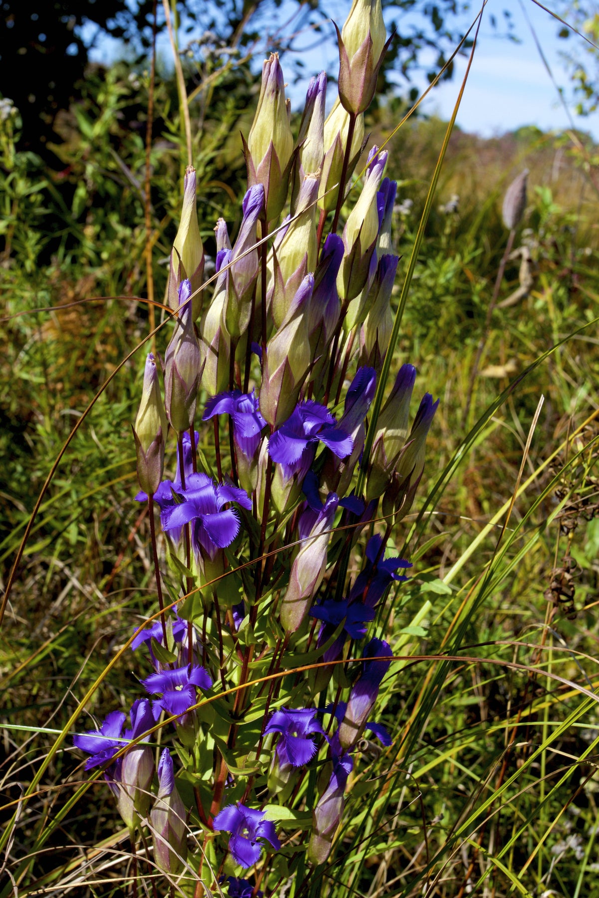 200 FRINGED GENTIAN Gentiana Crinita Gentianopsis Native Herb Blue Purple Flower Seeds