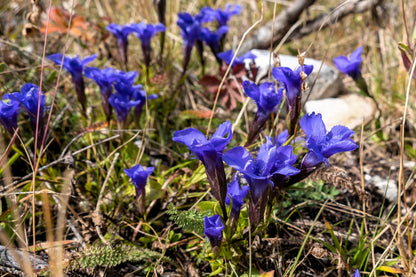 200 FRINGED GENTIAN Gentiana Crinita Gentianopsis Native Herb Blue Purple Flower Seeds