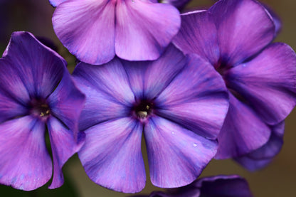 100 Mixed Colors DRUMMOND PHLOX MIX Pink, Red, White, Purple Phlox Drummondii Flower Seeds