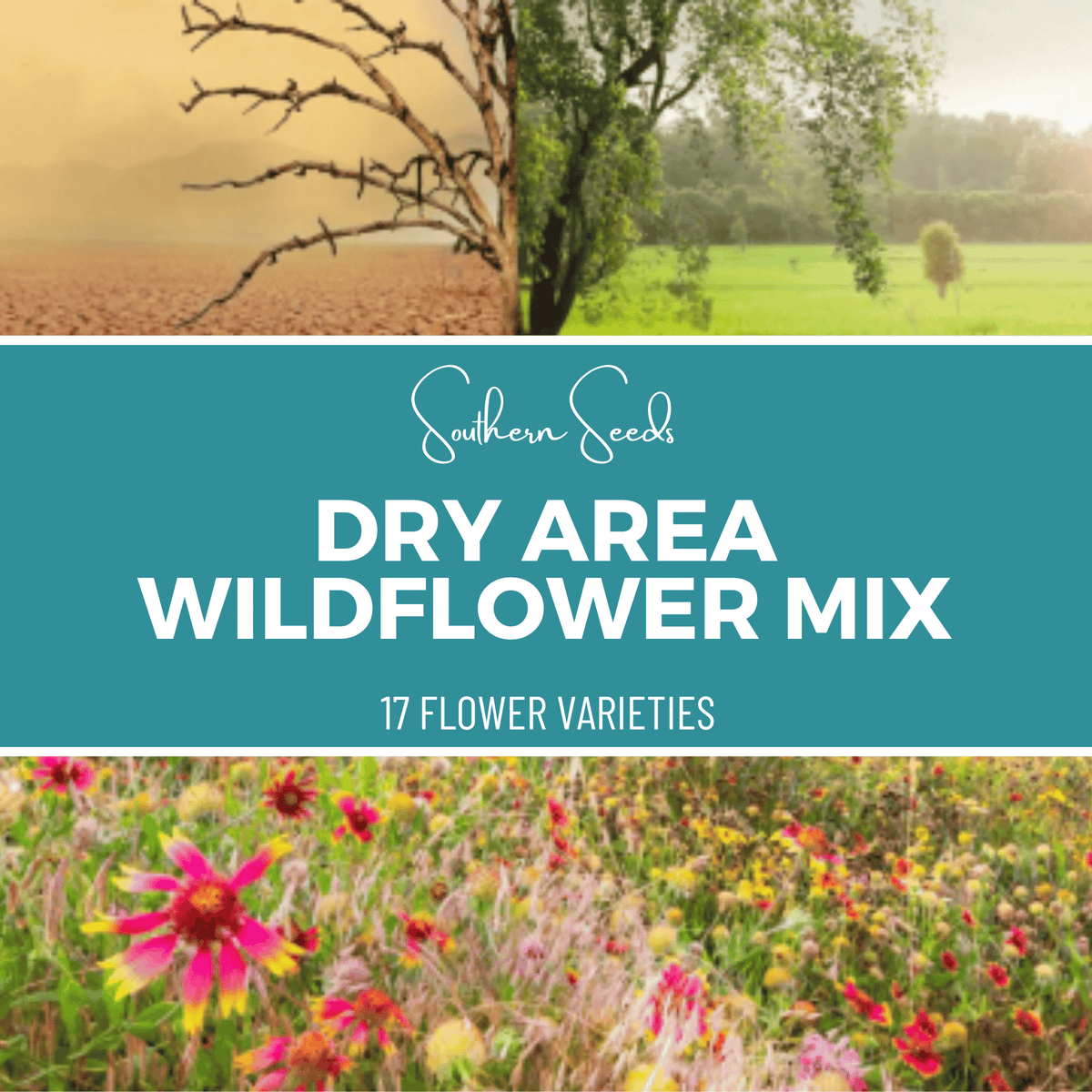 Dry Area Wildflower Seed Mix 1,000 Seeds Drought-Tolerant Native Flowers for Low-Water Gardens
