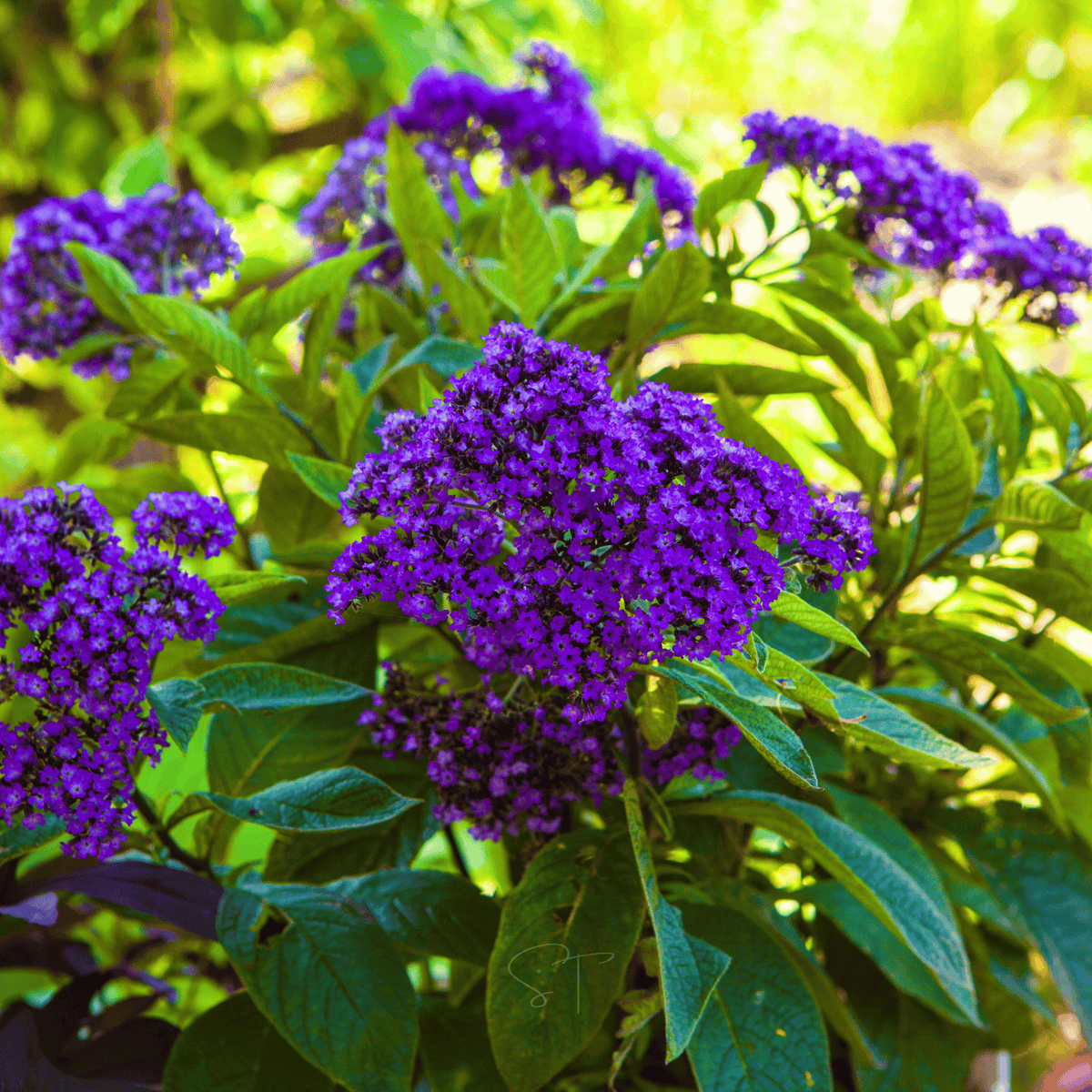 Dwarf Marine Heliotrope Seeds - Fragrant Violet Purple Flowers, Butterfly Magnet, Container Plant, Heliotropium arborescens