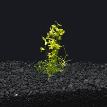 Dwarf Four Leaf Clover | Easy Carpeting Aquarium Plant