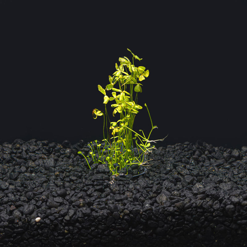 Dwarf Four Leaf Clover | Easy Carpeting Aquarium Plant