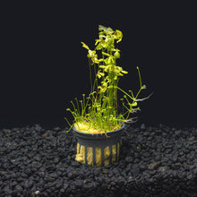 Dwarf Four Leaf Clover | Easy Carpeting Aquarium Plant