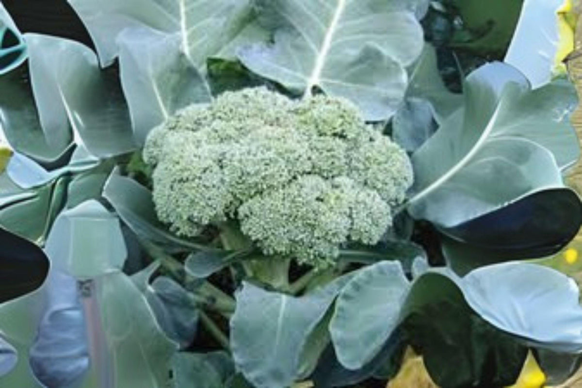 Calabrese Broccoli Seeds 300 Pack Heirloom Green Sprouting Brassica oleracea var. italica for Home Gardens