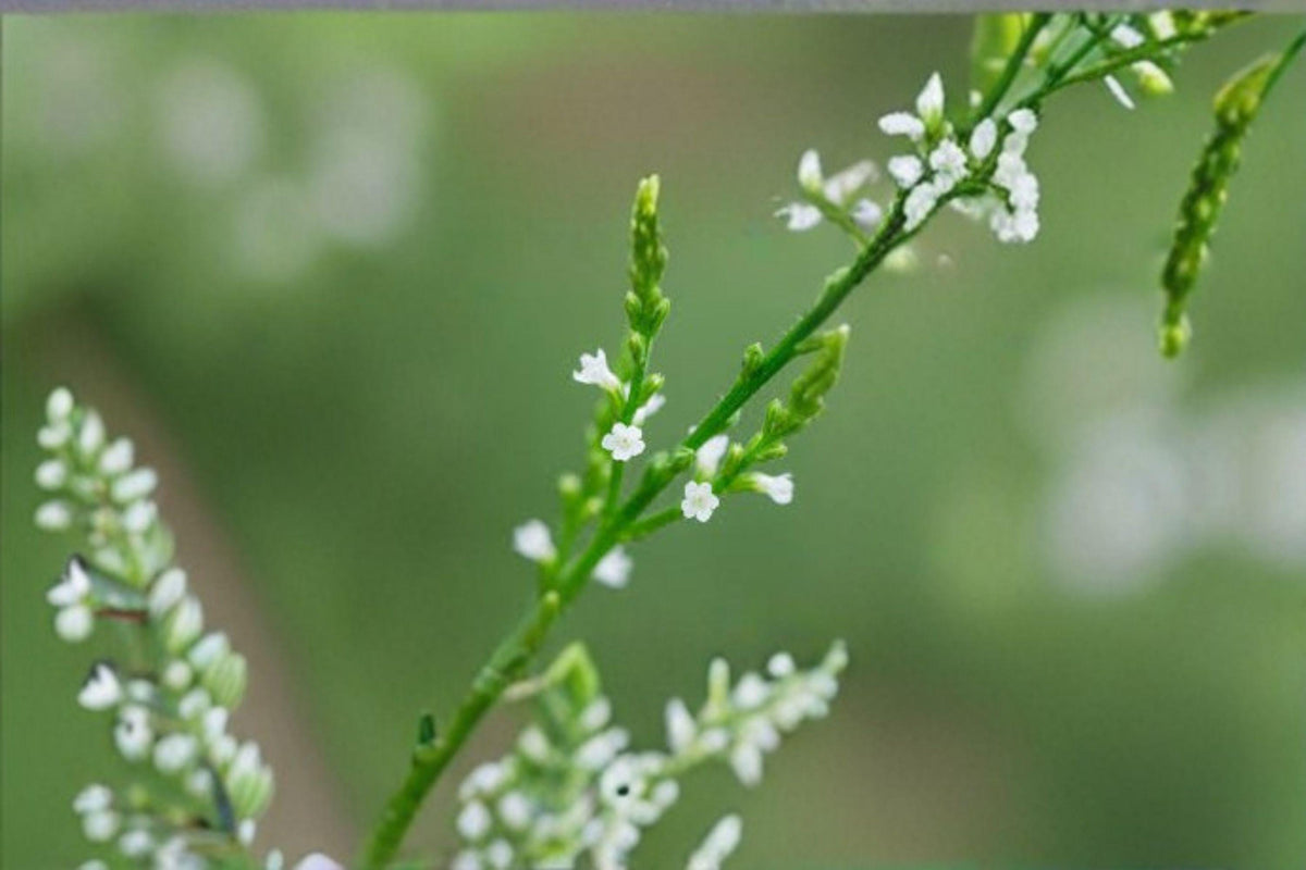 White Vervain Seeds – Native Woodland Wildflower – Pollinator Plant – Verbena urticifolia, Perennial for Shade & Open Forests