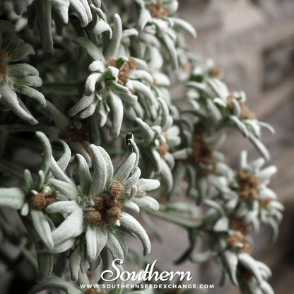 Edelweiss – 100 Seeds