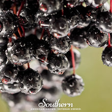 European Black Elderberry Seeds – Heirloom Sambucus nigra for Growing Shrubs, Cordials & Berries