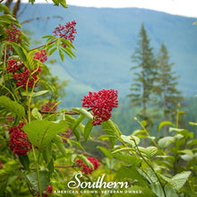 Pacific Red Elderberry Seeds – Sambucus racemosa var. racemosa – Heirloom, Non-GMO, American Grown, Perennial Shrub for USDA Zones 3-9