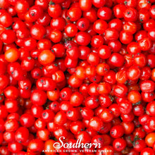 Pacific Red Elderberry – 50 Seeds