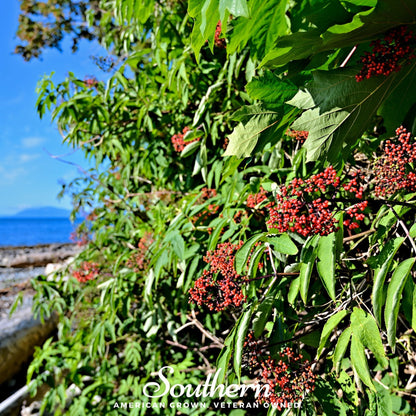 Pacific Red Elderberry – 50 Seeds