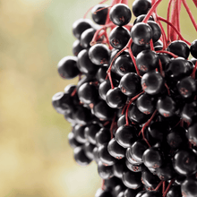 Elderberry Seed Collection (American Black • Red • Blue)