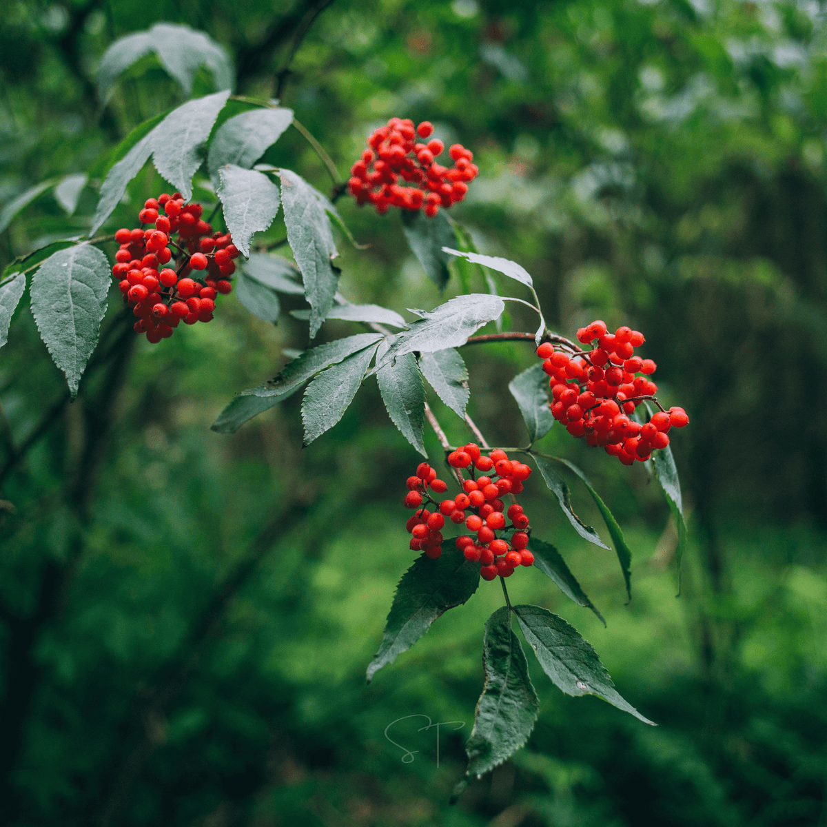Elderberry Seed Collection (American Black • Red • Blue)