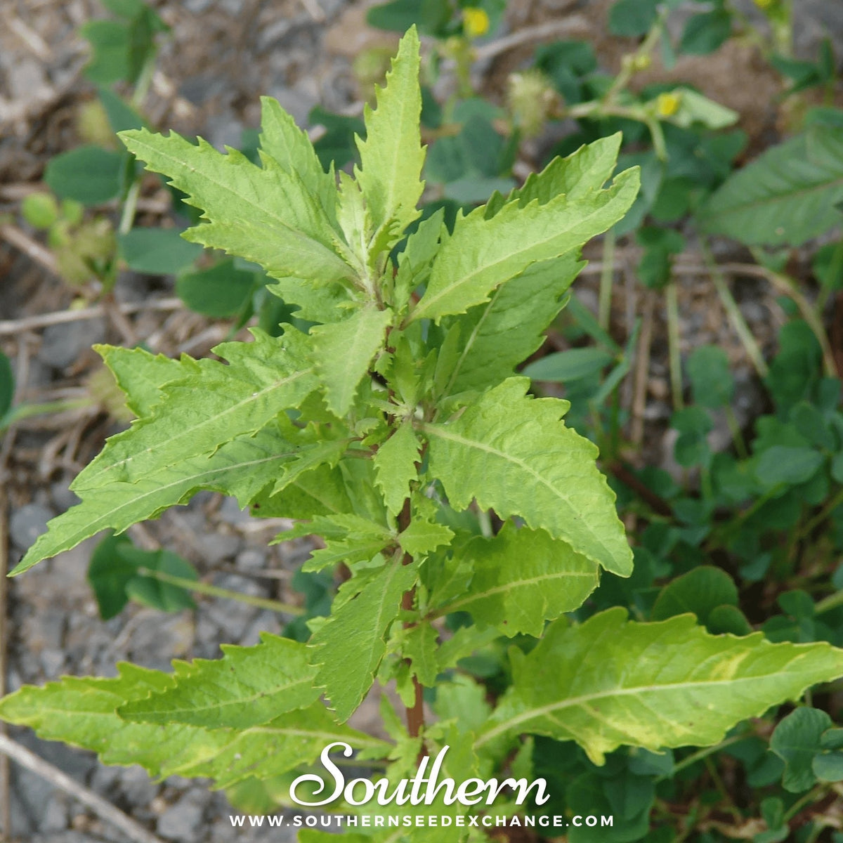 Epazote – 25 Seeds