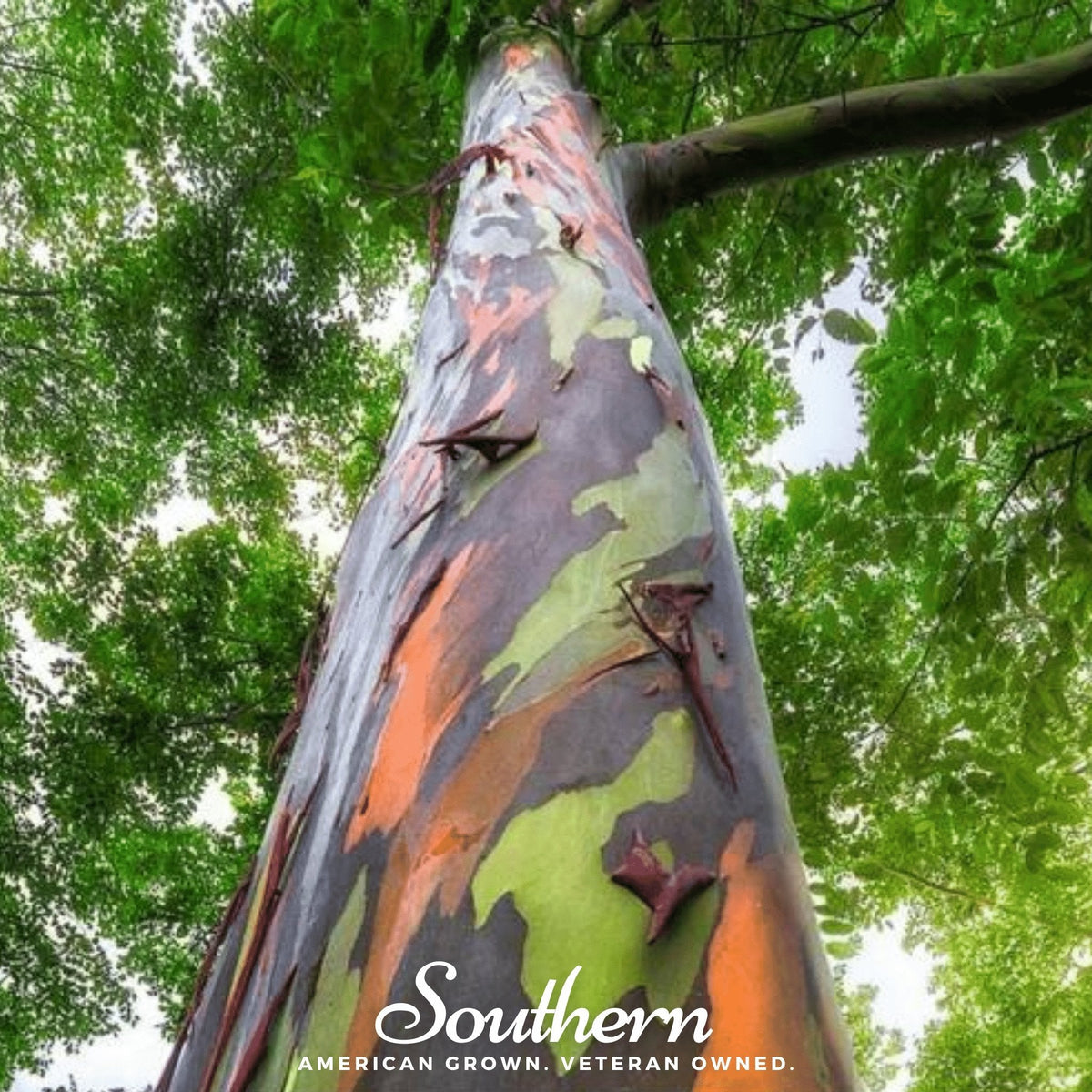 Rainbow Gum Tree Eucalyptus – 100 Seeds