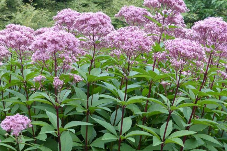 Eutrochium fistulosum Seeds – Hollow Joe-Pye Weed Native Tall Wildflower Pollinator Garden Plant 100 Seeds