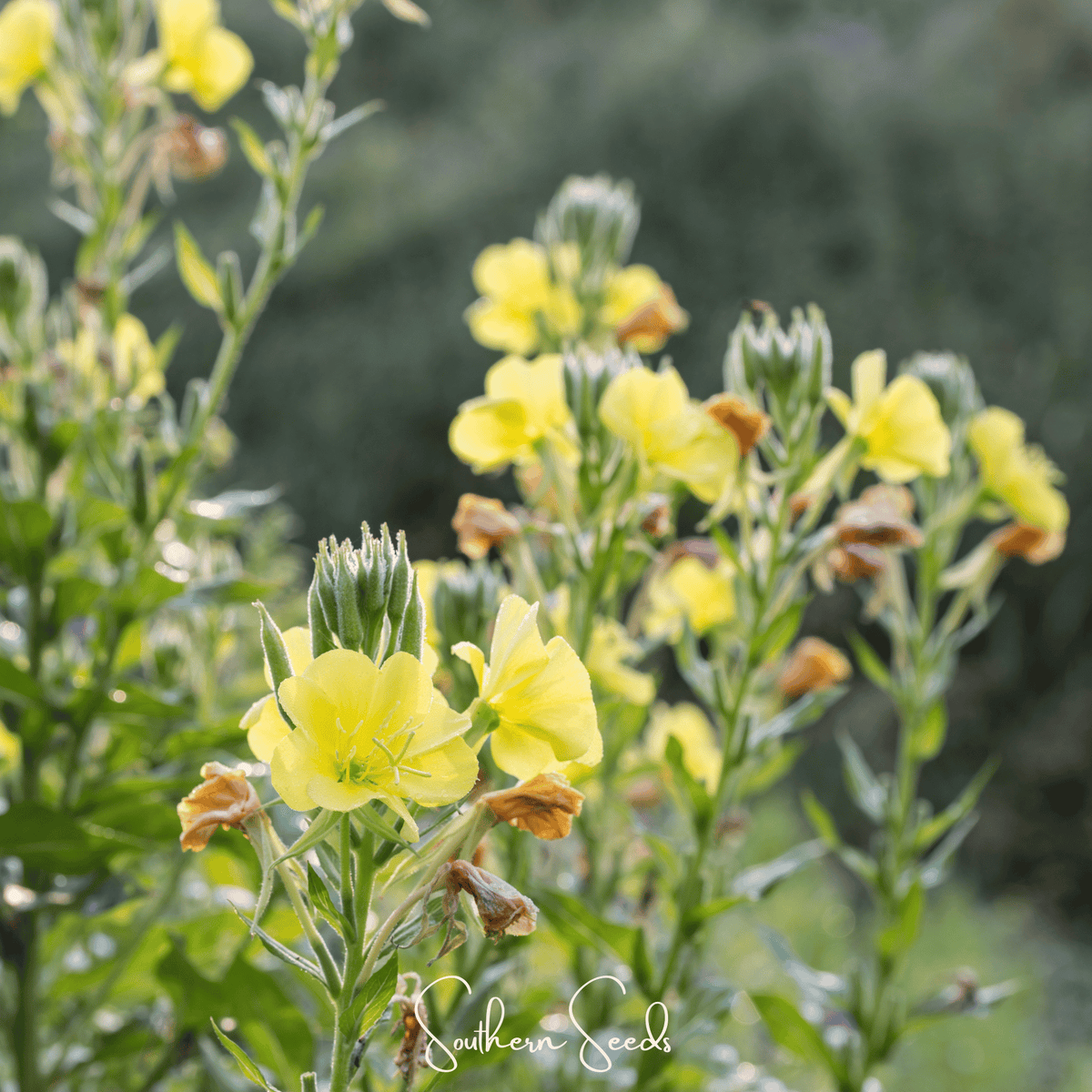 Evening Primrose Seeds - 100 Heirloom Oenothera biennis Night-Blooming Lemon-Yellow Flowers Pollinator Magnet