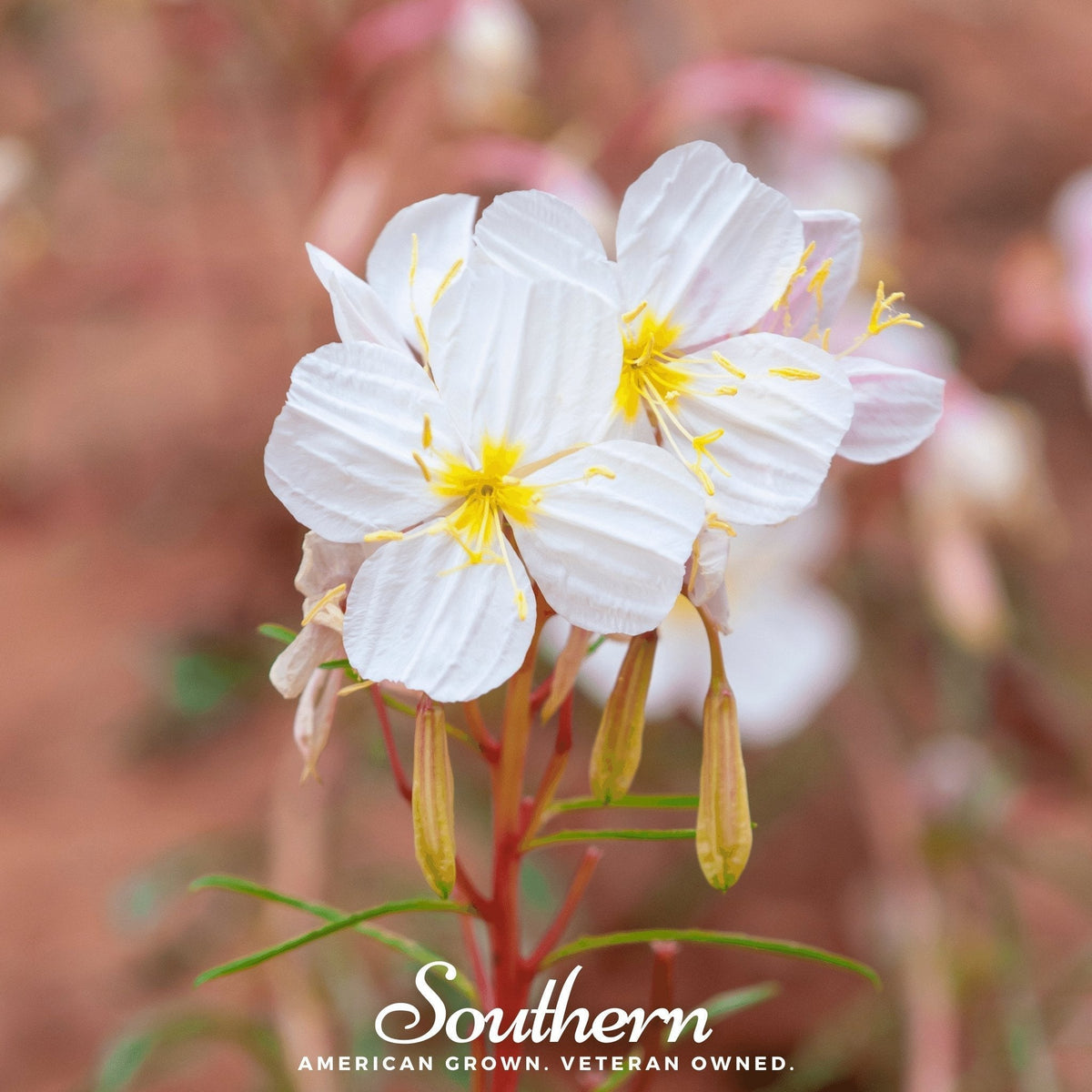 Pale Evening Primrose Seeds – Heirloom Non-GMO Perennial for Night Blooming, Drought Tolerant, Native American Plant, 100 Seeds