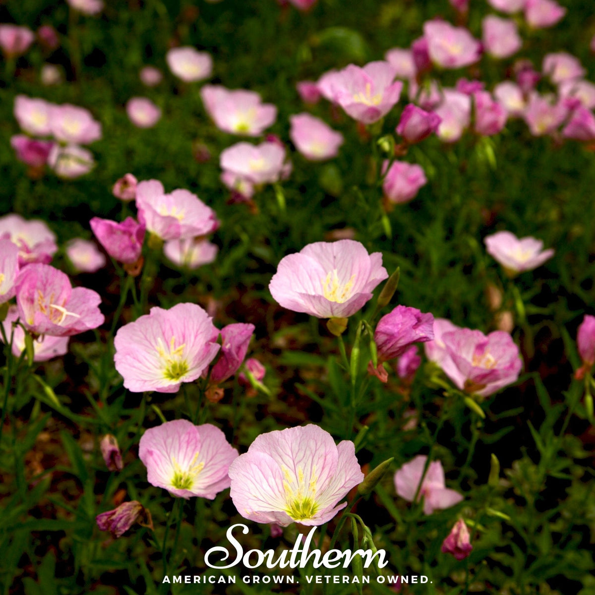 Showy Evening Primrose (Pink Ladies) – 100 Seeds