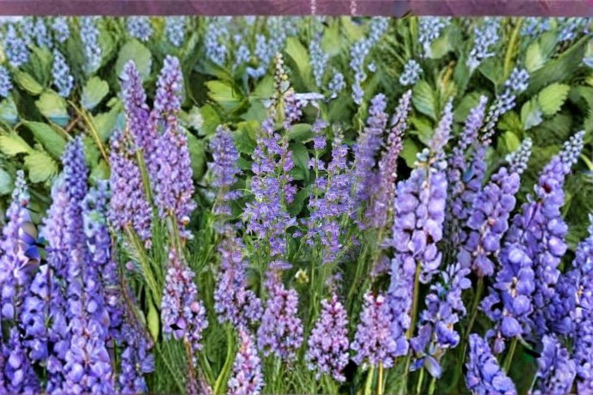 Penstemon cyaneus Seeds – Blue Beardtongue Wildflower for Pollinator Gardens, Native Meadow, Xeriscape, 100 mg