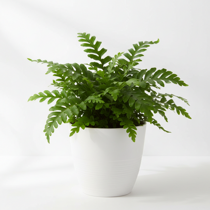 Fern 'Kangaroo Paw' - 6" Pot - NURSERY POT ONLY