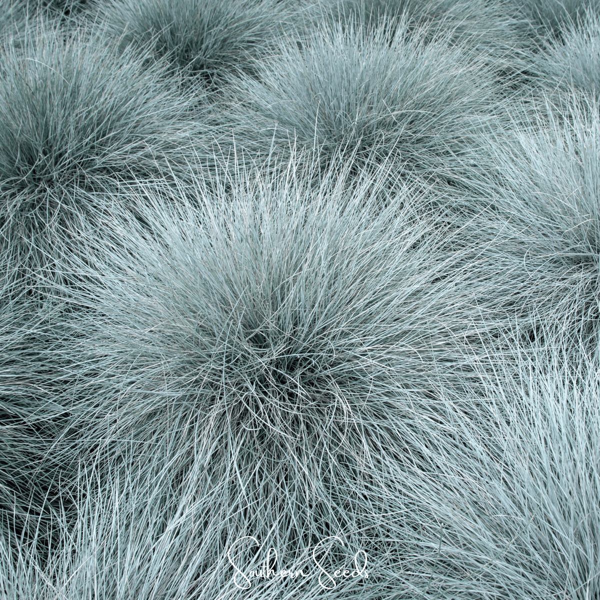 Blue Fescue Seeds – 100 Heirloom Non-GMO Perennial Grass Festuca glauca for Landscaping, Borders, Rock Gardens