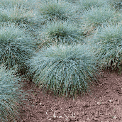 Blue Fescue – 100 Seeds