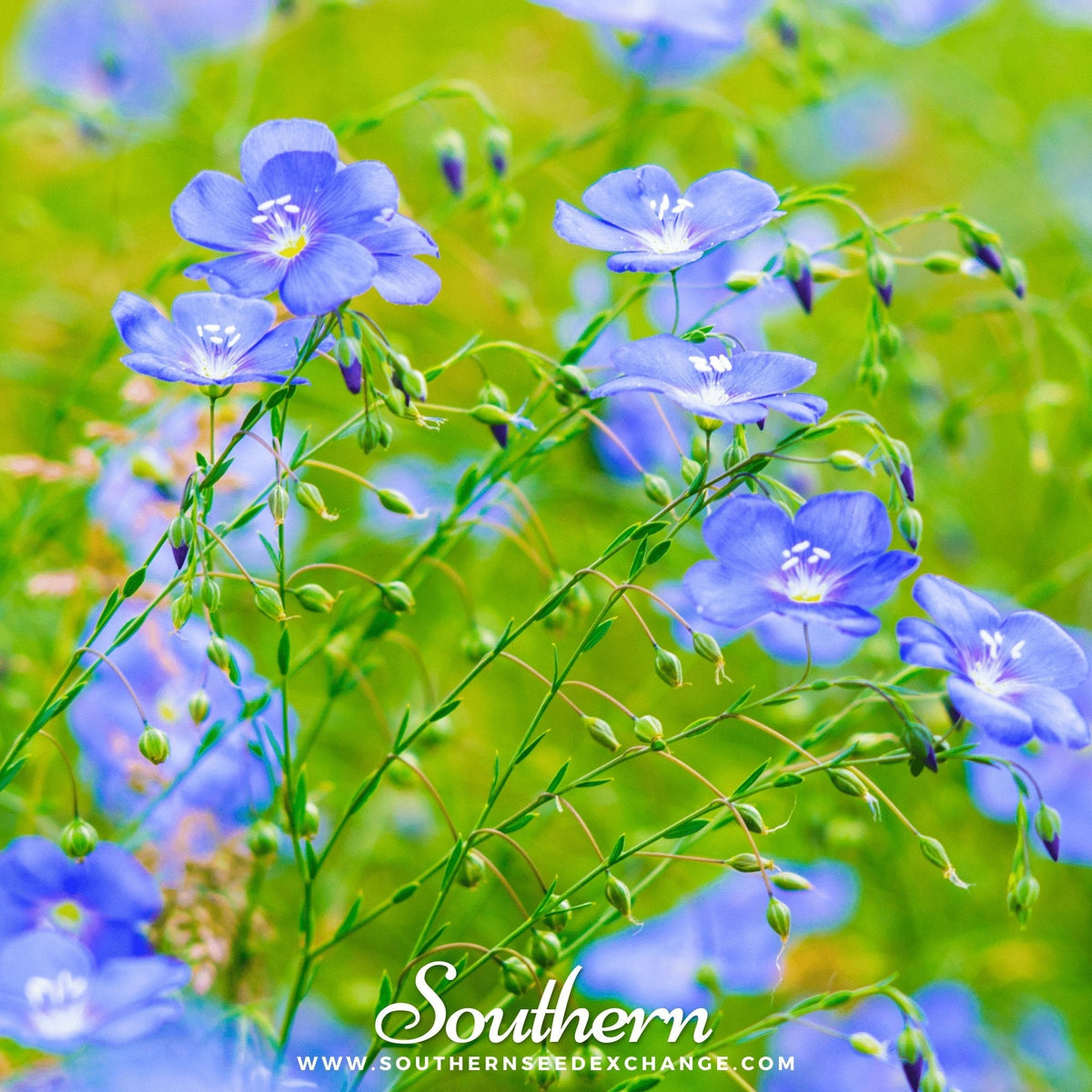 Blue Flax – 100 Seeds