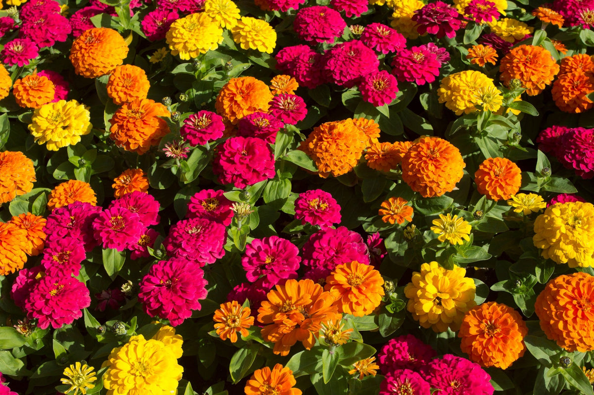 250 Mixed Colors ZINNIA ELEGANS Flower Seeds