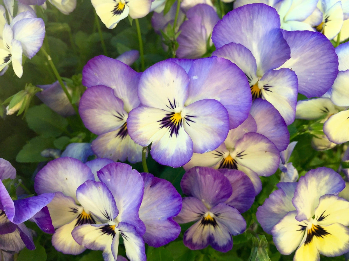 50 Light JOHNNY JUMP UP Viola Tricolor Violet Flower Seeds