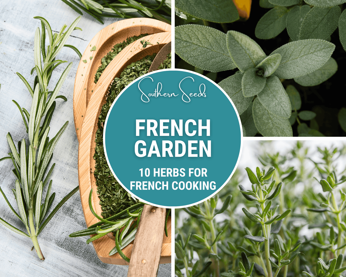 French Herb Seed Collection – 10 Varieties for Culinary Gardens, Gourmet Cooking, Herbes de Provence, Non-GMO, American-Grown