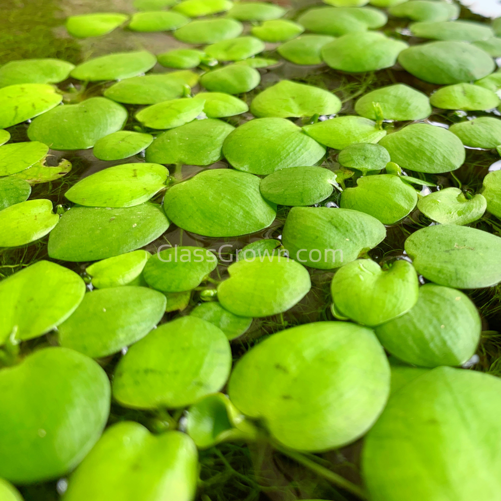 Frogbit 4oz Cup Portion