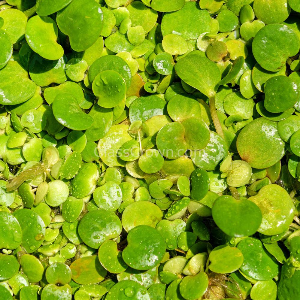 Frogbit 4oz Cup Portion