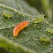 Aphidoletes aphidimyza (Live Nymphs)