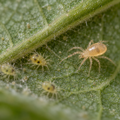 Neoseiulus Californicus Prevention Sachets