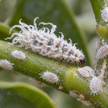 Cryptolaemus montrouzieri