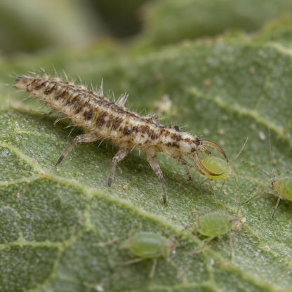 Green Lacewing Larvae