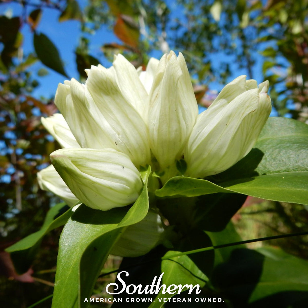 Cream Gentian – 50 Seeds