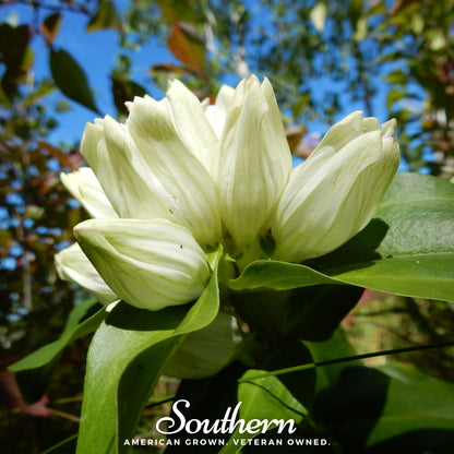 Cream Gentian – 50 Seeds