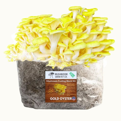 Gold Oyster Mushroom Grow Kit Fruiting Block - 5 LBS
