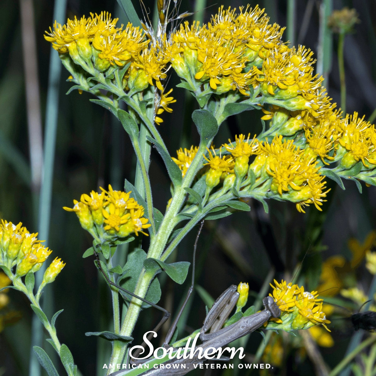 Stiff Goldenrod – 100 Seeds