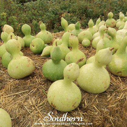 Birdhouse Bottle Gourd – 15 Seeds