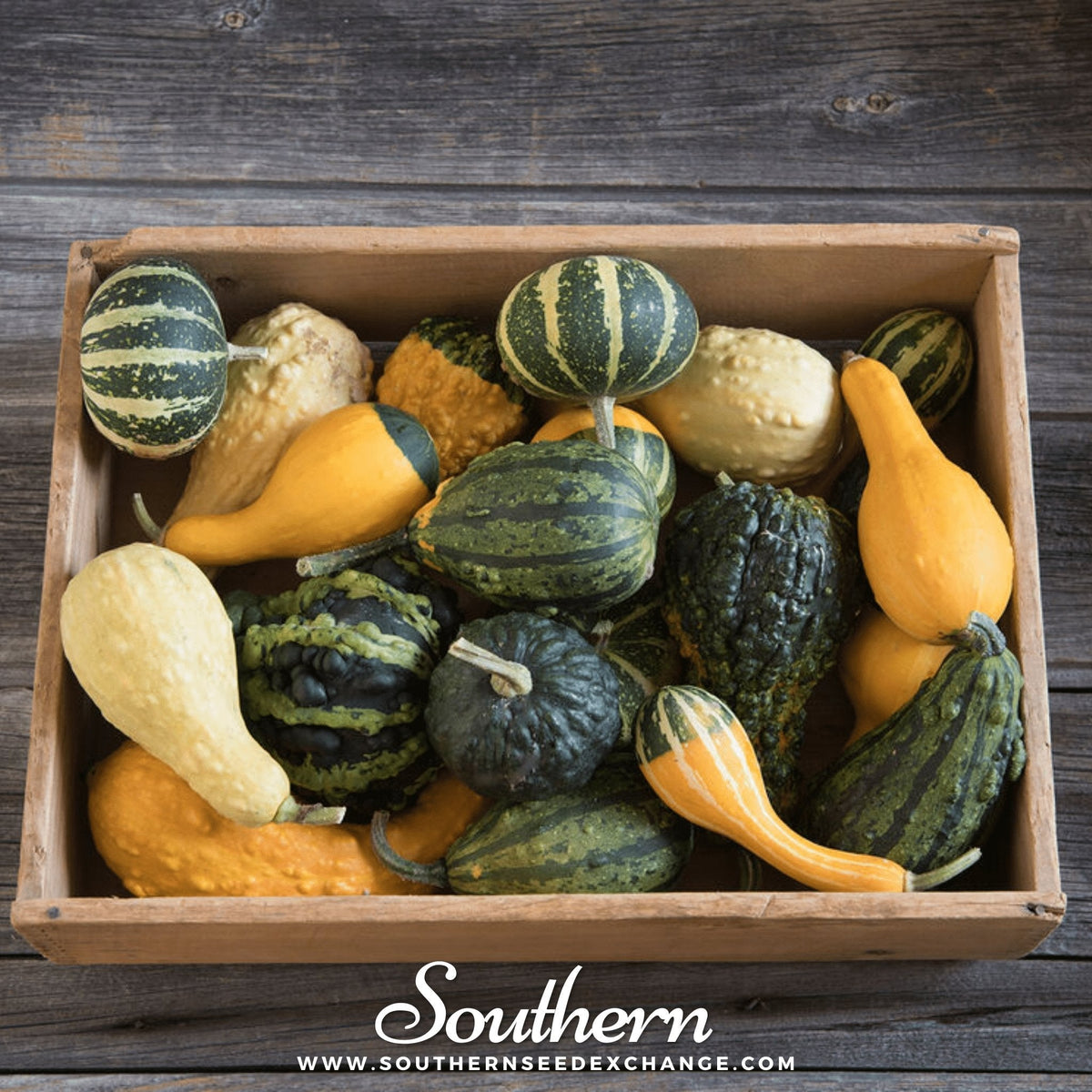 Small Gourd Mix Seeds - Ornamental Cucurbita pepo - Heirloom, Non-GMO, Easy to Grow, Colorful, Home Garden, Arts & Crafts
